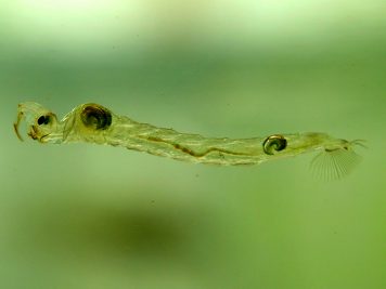 Chaoborus spp