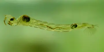 Chaoborus spp