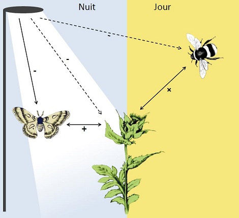 Quand la lumière artificielle menace la pollinisation 2