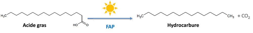 Une photoenzyme permet aux microalgues de produire des hydrocarbures 2