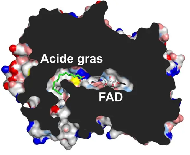 Une photoenzyme permet aux microalgues de produire des hydrocarbures 3