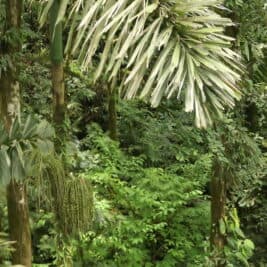Les grands arbres sont essentiels à la survie de la forêt d’Amazonie