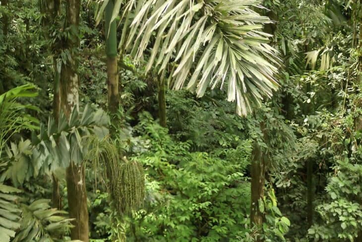Les grands arbres sont essentiels à la survie de la forêt d’Amazonie