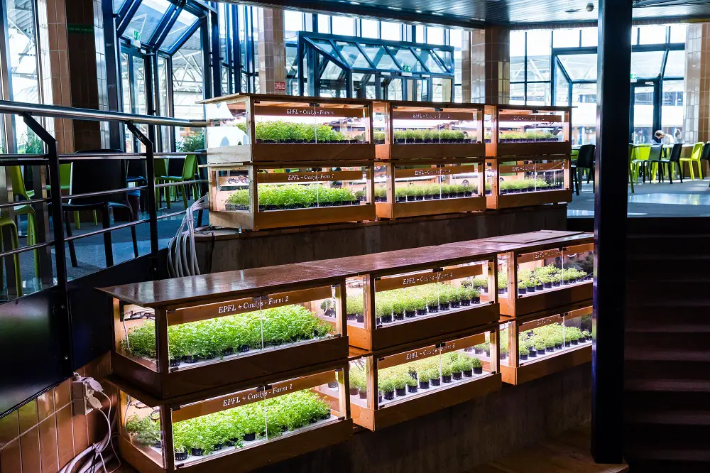 Un potager dans son appartement grâce aux serres intelligentes 2