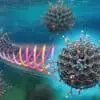 Transformer les déchets de poisson en nanomatériaux de qualité à base de carbone