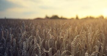 Changement climatique : vers des pics élevés sur le prix du blé et des inégalités économiques ?