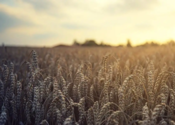 Changement climatique : vers des pics élevés sur le prix du blé et des inégalités économiques ?