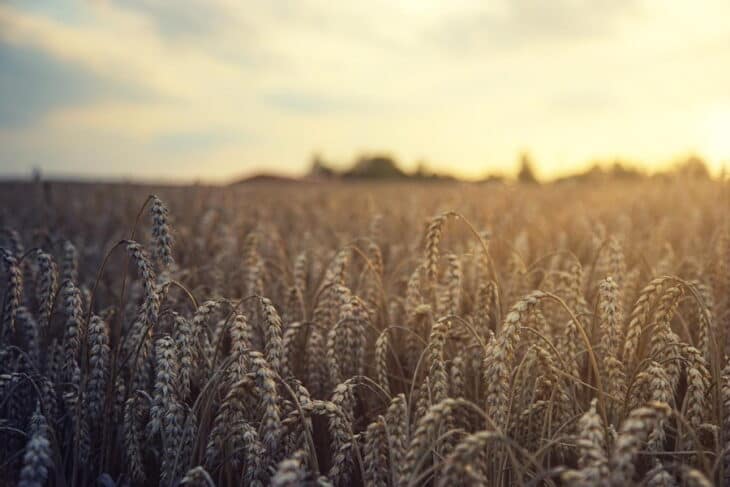 Changement climatique : vers des pics élevés sur le prix du blé et des inégalités économiques ?