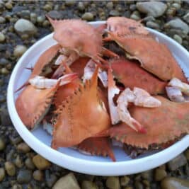 Une batterie avec un électrolyte biodégradable fabriqué à partir de carapaces de crabe