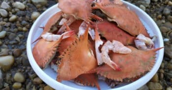 Une batterie avec un électrolyte biodégradable fabriqué à partir de carapaces de crabe