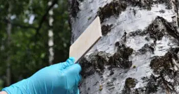 L'éco-colle peut remplacer les colles nocives dans la construction en bois