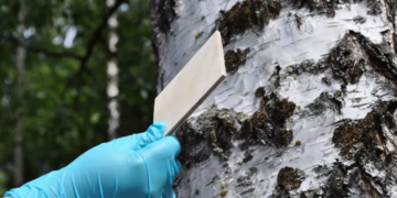 L'éco-colle peut remplacer les colles nocives dans la construction en bois