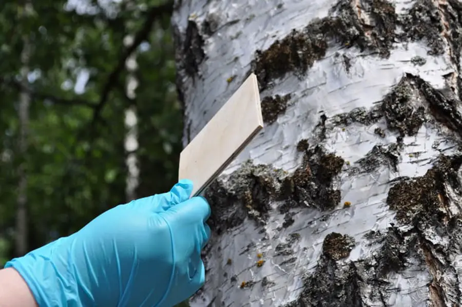 L'éco-colle peut remplacer les colles nocives dans la construction en bois
