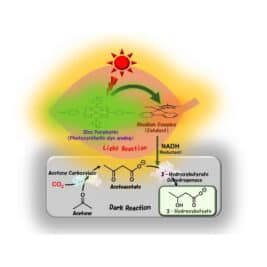 Succès de la synthèse de matières plastiques biodégradables à l'aide de la lumière du soleil et du CO2