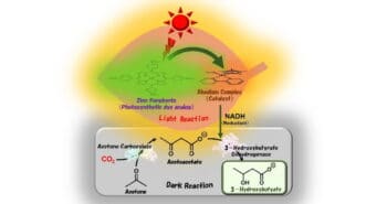 Succès de la synthèse de matières plastiques biodégradables à l'aide de la lumière du soleil et du CO2