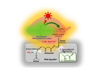 Succès de la synthèse de matières plastiques biodégradables à l'aide de la lumière du soleil et du CO2