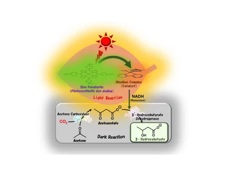 Succès de la synthèse de matières plastiques biodégradables à l'aide de la lumière du soleil et du CO2