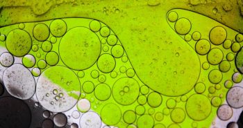 Des ingrédients biosourcés dans les chloroplastes végétaux