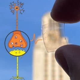 Les synapses en graphène font progresser les ordinateurs semblables au cerveau