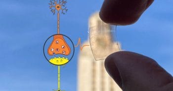 Les synapses en graphène font progresser les ordinateurs semblables au cerveau