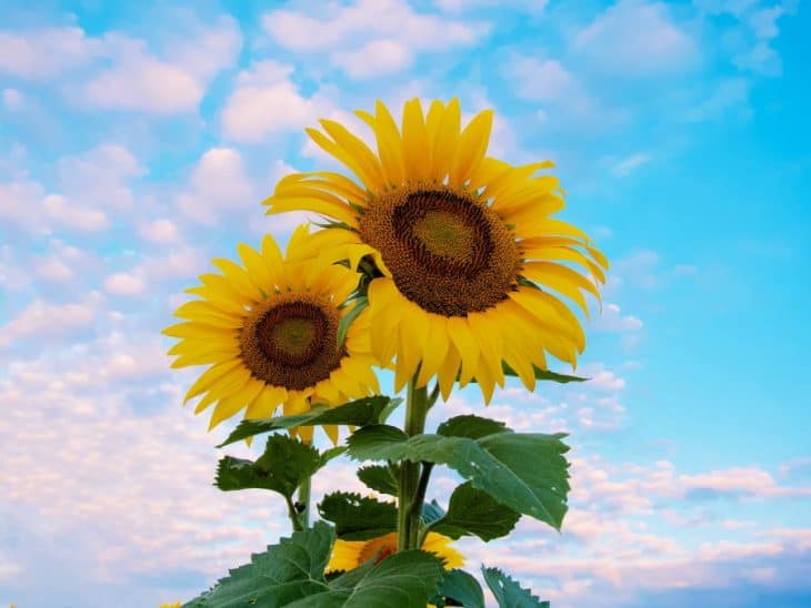 Toujours suivre le soleil