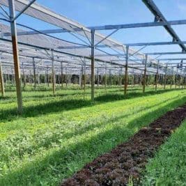 Une centrale agrivoltaïque valorise la culture maraîchère à Saint-Etienne-du-Grès