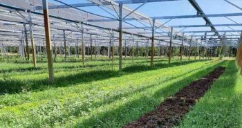 Une centrale agrivoltaïque valorise la culture maraîchère à Saint-Etienne-du-Grès