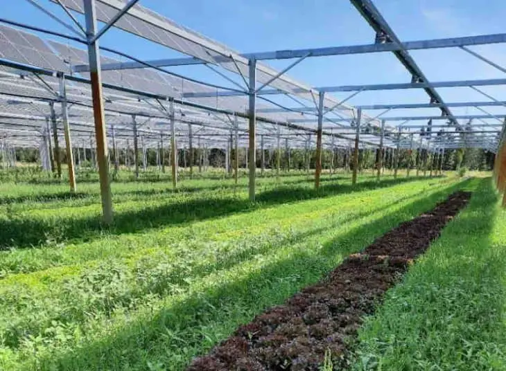 Une centrale agrivoltaïque valorise la culture maraîchère à Saint-Etienne-du-Grès