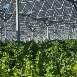 L’agrivoltaïsme au service des agriculteurs et des vignerons