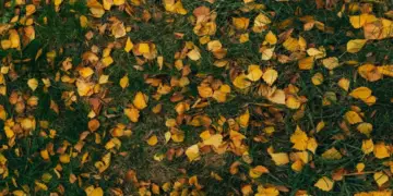 En laissant les déchets de jardin, nous pourrions stocker 600 000 tonnes de CO2 par an