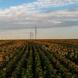 Amazon : nouveau record de volume d’énergie renouvelable acheté par 1 seule entreprise