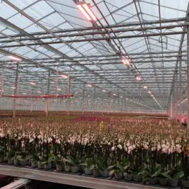 Comment la floriculture néerlandaise s'assure un avenir tout en accroissant leur durabilité
