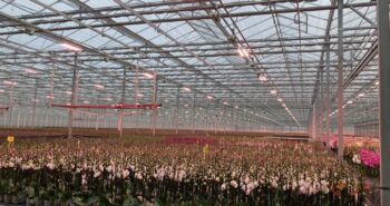Comment la floriculture néerlandaise s'assure un avenir tout en accroissant leur durabilité