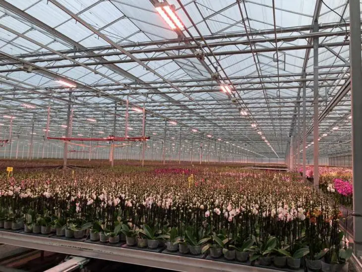Comment la floriculture néerlandaise s'assure un avenir tout en accroissant leur durabilité