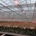 Comment la floriculture néerlandaise s'assure un avenir tout en accroissant leur durabilité