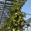 Photovoltaïque : 3 hectares de kiwis protégés par des panneaux semi-transparents
