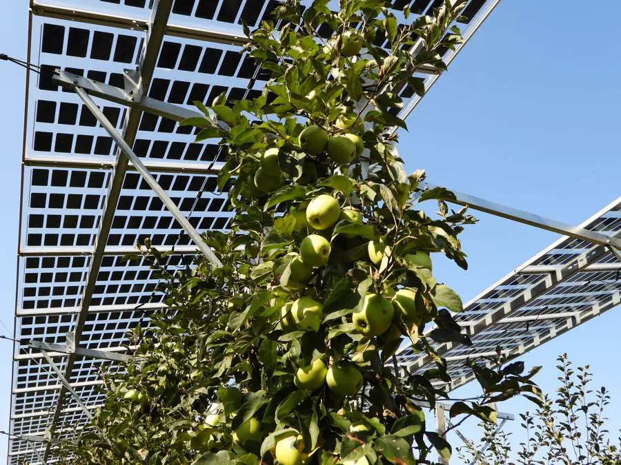 Photovoltaïque : 3 hectares de kiwis protégés par des panneaux semi-transparents