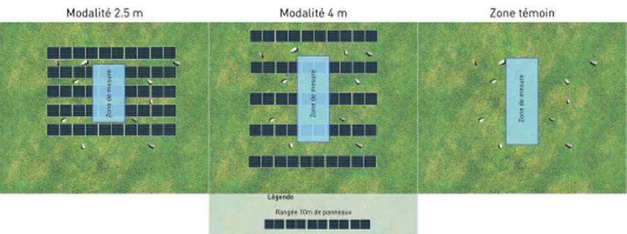 Les effets d'une installation solaire sur la production fourragère en lien avec l'élevage ovin 2
