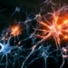 Des composants informatiques inspirés des cellules du cerveau