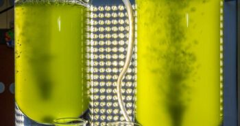 Une enzyme produit de l'essence verte à partir de micro-algues