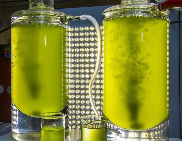 Une enzyme produit de l'essence verte à partir de micro-algues