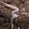 Le premier robot-graine biodégradable imprimé en 3D