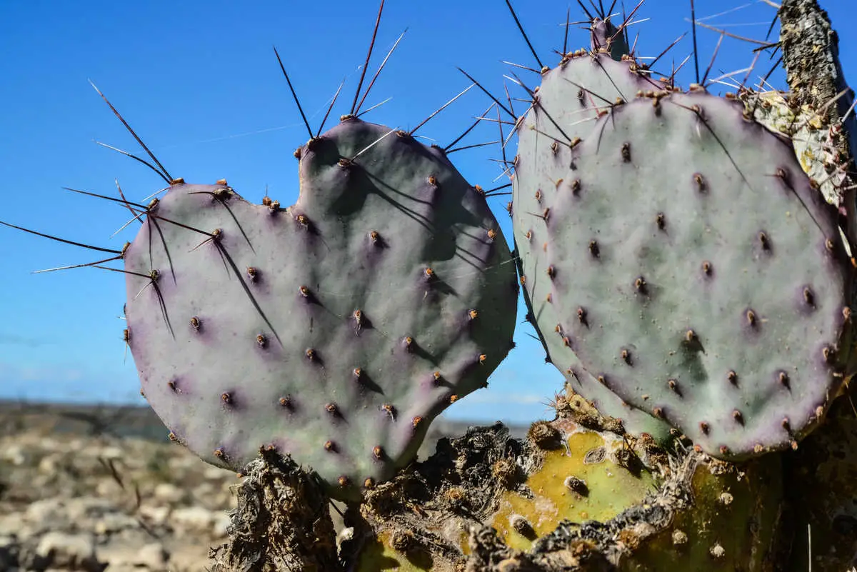 Énergie propre : un cactus redessine l'avenir de l'hydrogène