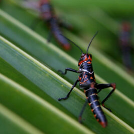 Quand les insectes inspirent la conception de microphones