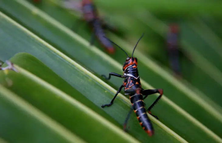 Quand les insectes inspirent la conception de microphones