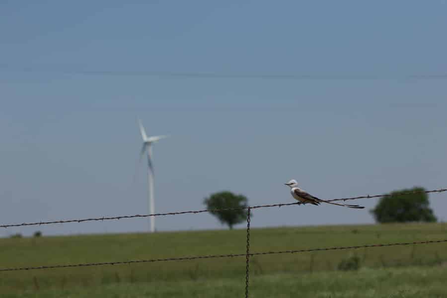 Éoliennes (USA) : Les migrations saisonnières, un péril pour la faune 2 Le moucherolle à queue en ciseaux se perche sur une clôture avec une éolienne en arrière-plan.