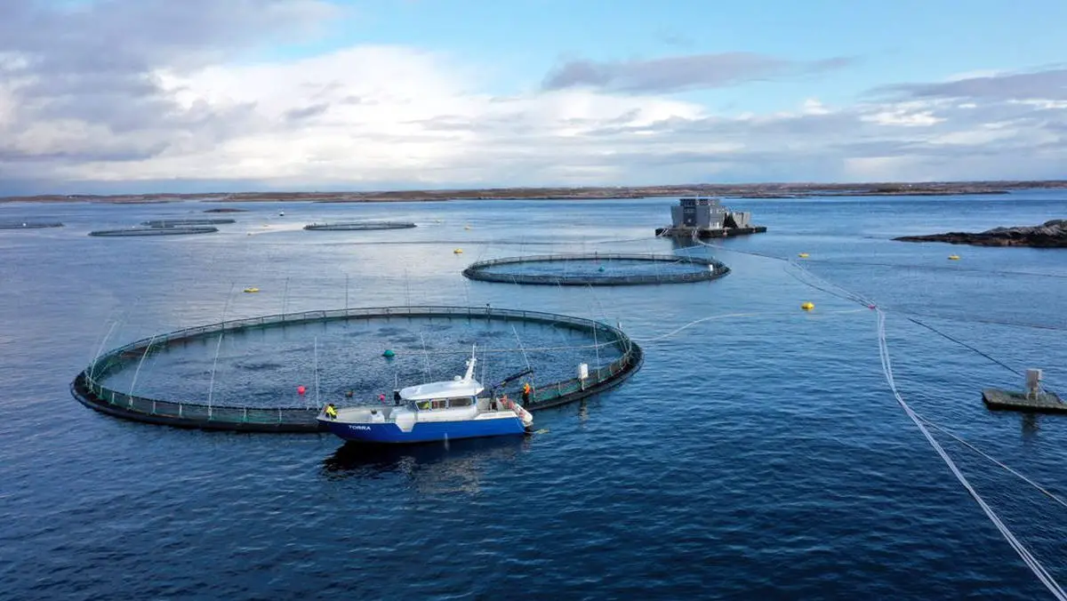 Minimiser l'impact climatique de l'élevage du saumon : un défi de taille