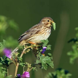 Les oiseaux européens menacés : L’agriculture intensive en cause