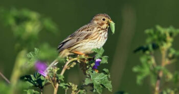 Les oiseaux européens menacés : L’agriculture intensive en cause