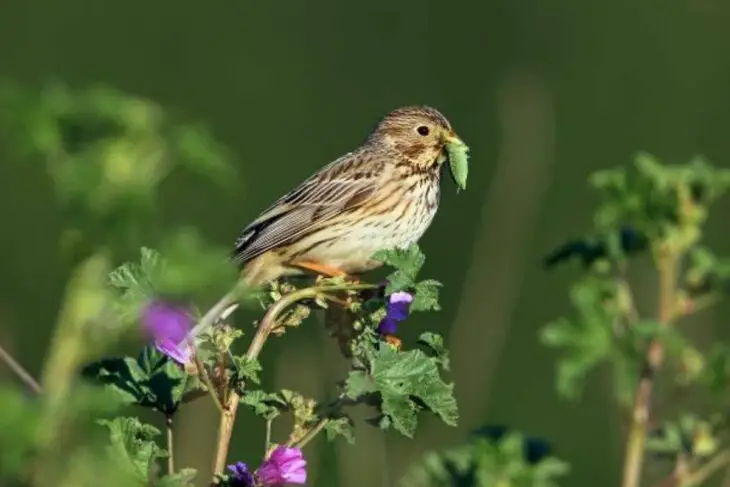 Les oiseaux européens menacés : L’agriculture intensive en cause